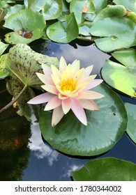 Water Lily At The Indianapolis Zoo