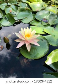 Water Lily At The Indianapolis Zoo