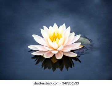 Water Lily Isolated