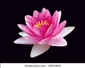 Water Lily, Isolated On The Black Background