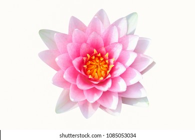 Water Lily Isolated On White Background.