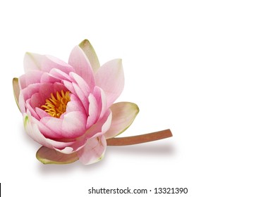 Water Lily  Isolated On White Background