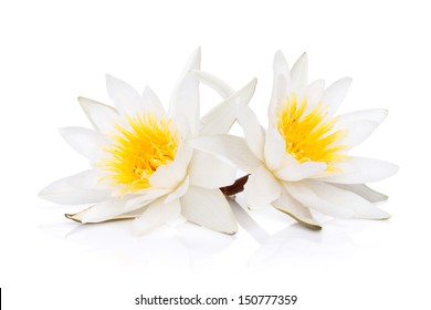 Water Lily. Isolated On White Background