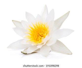 Water Lily. Isolated On White Background