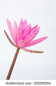 Water lily  isolated on white background