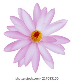 Water Lily Isolated On White Background