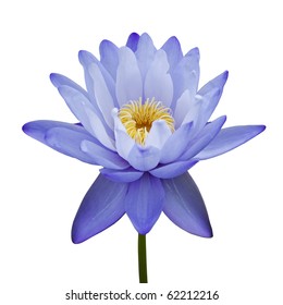 Water Lily Isolated On White Background