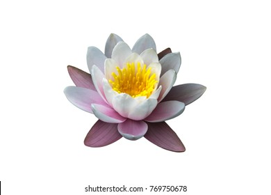 Water Lily Isolated On White Background