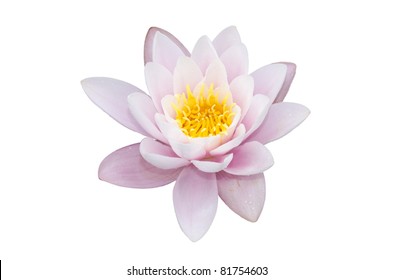 Water Lily Isolated On A White Background