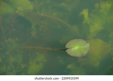 Water Lily Leaf And Freshwater Algae Background. Ecosystem Concept. Blur Under Water. Copy Space.