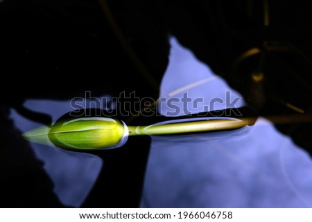 Similar – Image, Stock Photo The two willow catkins