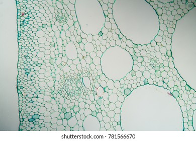 water lily leaf cross section