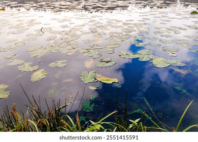 Water lily leaves on purple blue sunset water on a cloudy, foggy day in Golcuk National Park, in Bolu City, Turkey. The change of falling leaves from green to yellow, red and orange in a foggy day. - Powered by Shutterstock