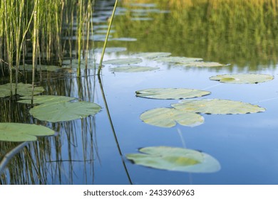 Water lily leaves on the surface of the lake in the summer - Powered by Shutterstock