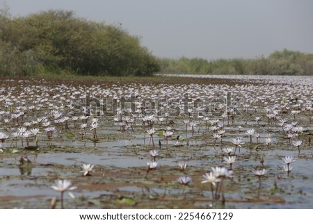 Water lily. Lilac water lilies in Djoudj national park, reserve Senegal, Africa. African landscape, scenery, African nature. Senegalese plant, flowers of lilac water lily. Lily bloom, lilies blossom