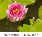Water lily in the little pond of the Botanical gardens - Ballarat, Victoria, Australia