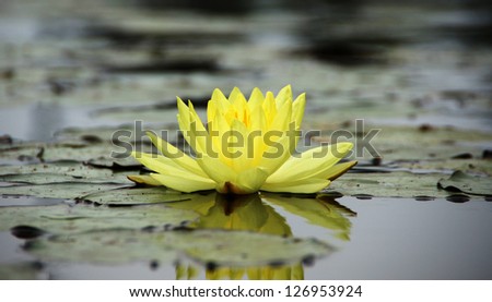 Similar – A yellow water lily on dark background