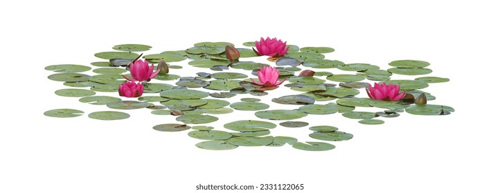 Water lily or Lotus flower, isolated on white background - Powered by Shutterstock