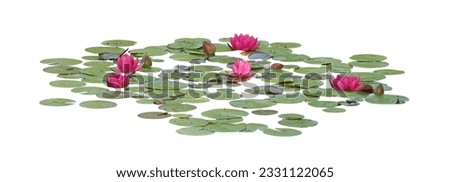 Water lily or Lotus flower, isolated on white background