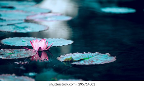 Water Lily Lotus Flower And Leaves