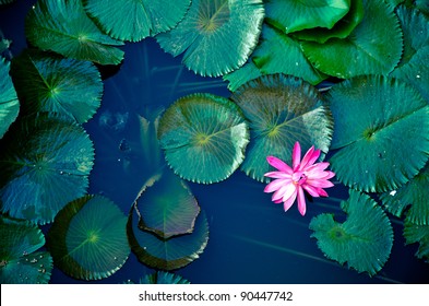 Water Lily Lotus Flower And Leaves