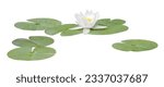 Water lily or Lotus flower white, isolated on white background