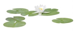 Water Lily Or Lotus Flower White, Isolated On White Background