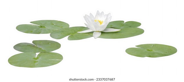 Water lily or Lotus flower white, isolated on white background
