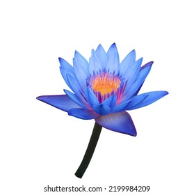 Water lily or Lotus or Nymphaea flowers. Close up blue-purple lotus flower on stalk isolated on white background. The side of exotic blue-purple waterlily branch. - Powered by Shutterstock