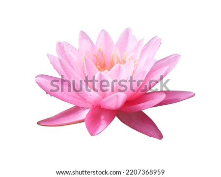 Water lily or Lotus or Nymphaea flowers. Close up pink-purple lotus flower isolated on white background. The side of exotic pink-purple waterlily.