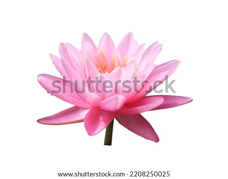 Water lily or Lotus or Nymphaea flowers. Close up pink-purple lotus flower on stalk isolated on white background. The side of exotic pink-purple waterlily.