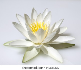 Water Lily; Nymphaea Alba