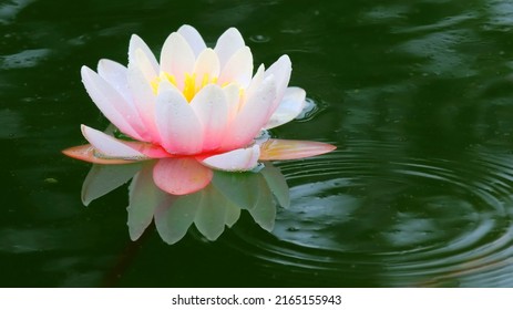 Water Lily - Nymphaea Alba Is An Aquatic Flowering Plant. It Contains The Active Alkaloids Nupharine And Nymphaeine, And Is A Sedative And An Anaphrodisiac. Water Flower As A Wallpaper.