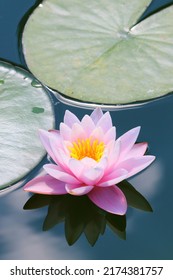 Water Lily - Nymphaea Alba Is An Aquatic Flowering Plant. It Contains The Active Alkaloids Nupharine And Nymphaeine, And Is A Sedative And An Anaphrodisiac. Water Flower As A Wallpaper.