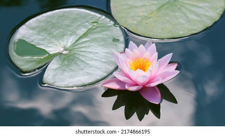 Water Lily - Nymphaea Alba Is An Aquatic Flowering Plant. It Contains The Active Alkaloids Nupharine And Nymphaeine, And Is A Sedative And An Anaphrodisiac. Water Flower As A Wallpaper.