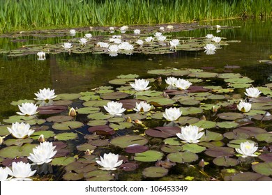 Water lily (Nymphaea alba) in the pond