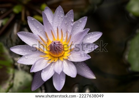 Water lily or Nymphaea lotus flower with water drops on the purple petals.