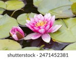 water lily nympheae flower on a small pond