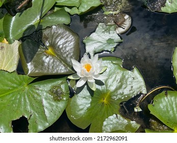 Water Lily On Lake Artemesia In College Park, Maryland, USA In June