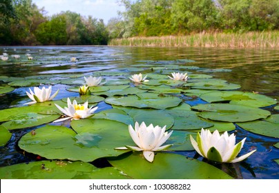 Water Lily  On Pond