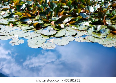 Water Lily On Pond With Water With Sky Reflection.