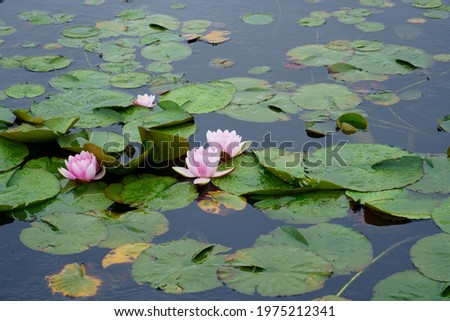 Water lily on a rainy day