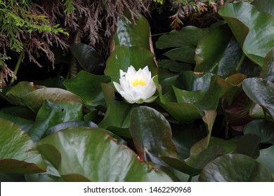 Water Lily (one Of The Agritourism Farms In The Area Of ​​south-eastern Poland).

