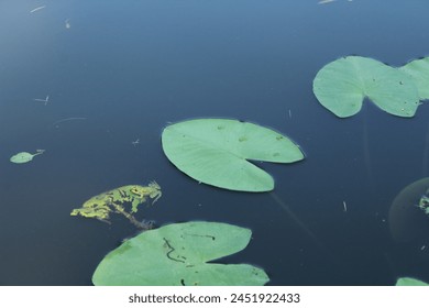 Water lily or Lily pad background with small frog in it - Powered by Shutterstock