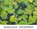 Water lily pad floating on the water pond.