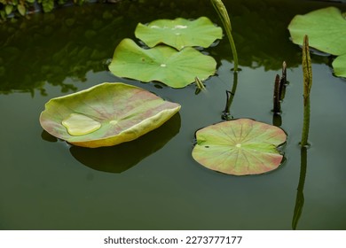 Water lily pad floating on the water pond.