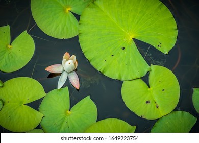 A Water Lily And It's Lily Pads.