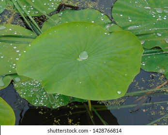 Water lily pads in a pond, being filled with pools of rain water 