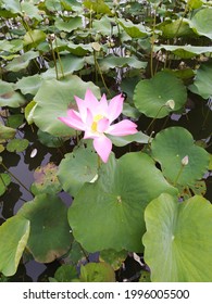 Water Lily In A Peaceful Pond Behind Bogor Palace, Indonesia