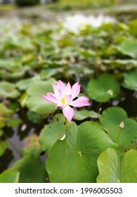 Water Lily In A Peaceful Pond Behind Bogor Palace, Indonesia